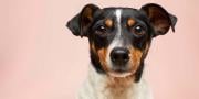 40+ Quiz Animali: Sfida Divertente per Amanti Animali