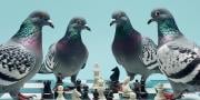 Kvíz: Kolik holubů dokážete přelstít v šachovém zápase?