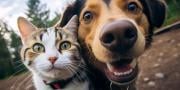Hur många hundar kan du muta för att ta en selfie med en katt?