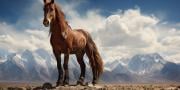 Frågesport för hästar: Vilken häst är jag? | Roligt frågesport